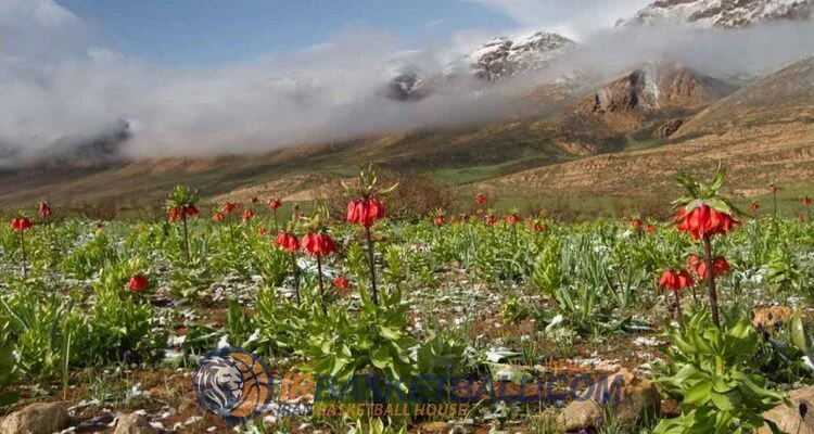 تاریخچه بسکتبال استان‌ها