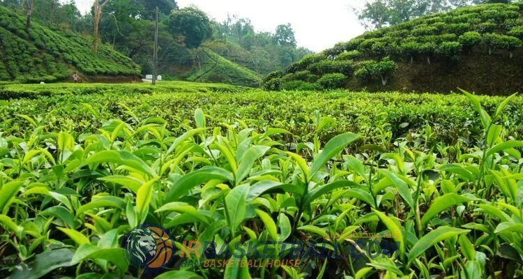 تاریخچه بسکتبال استان‌ها